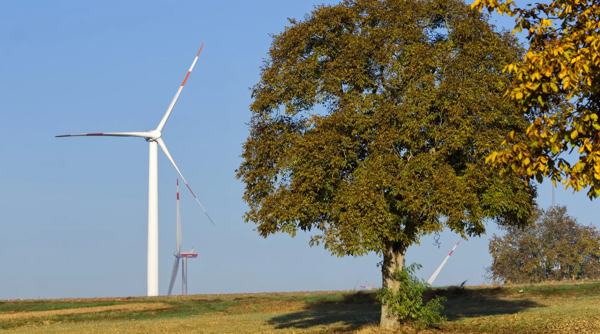 Windräder mit Baum