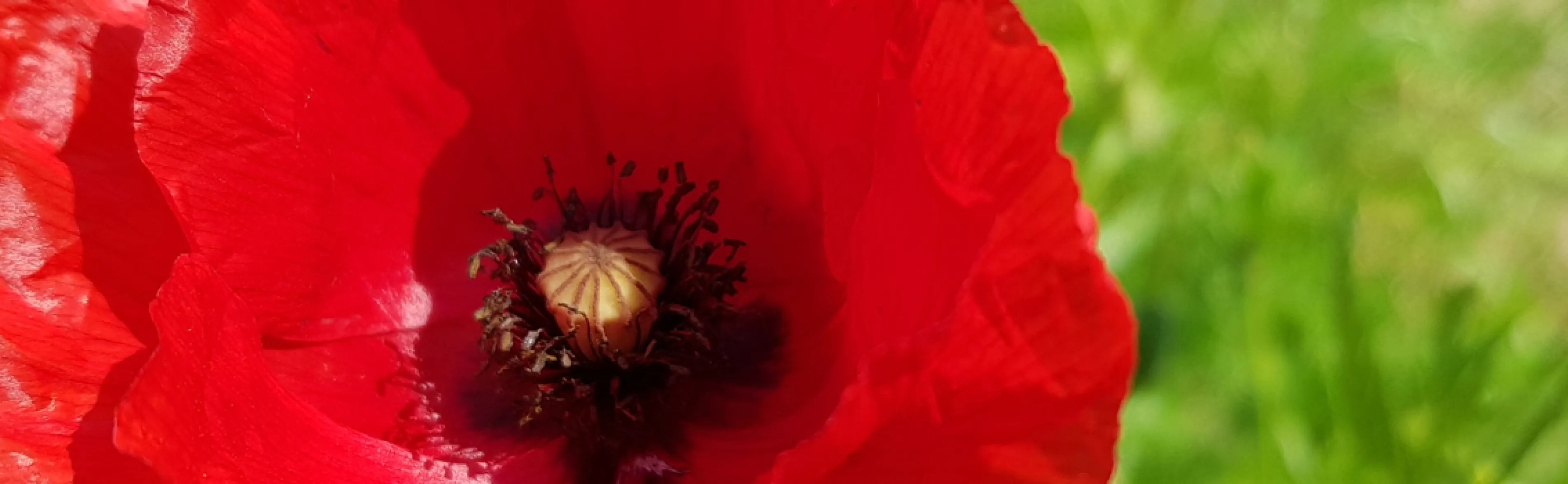 Klatschmohn