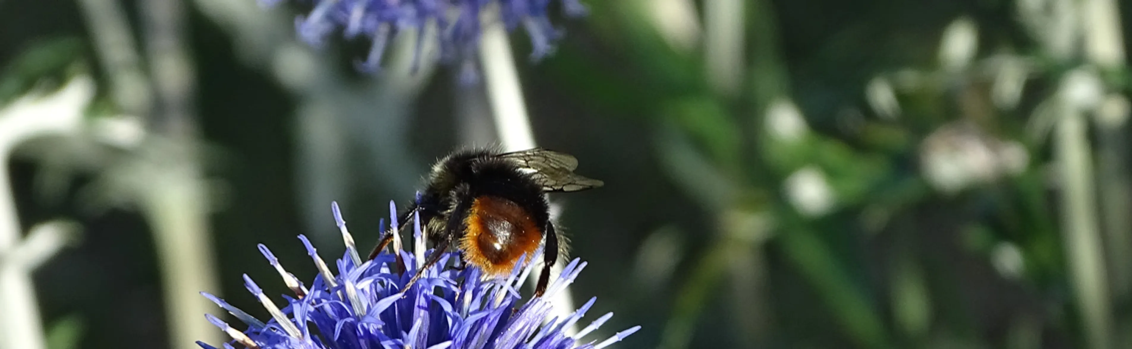Hummel